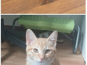 고양이도 붓나요?