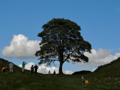 영국 '로빈 후드 나무' 밤사이 '댕강'…16세 소년 체포