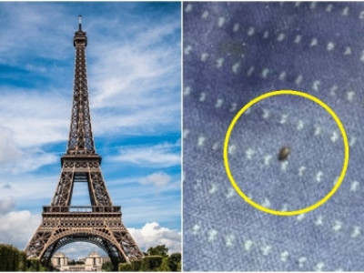 “악! 빈대” 난리난 파리…내놓은 방안은 “탐지견 투입”