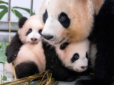 세 모녀 함께 살아요 에버랜드, 아이바오·쌍둥이 판다 근황 공개