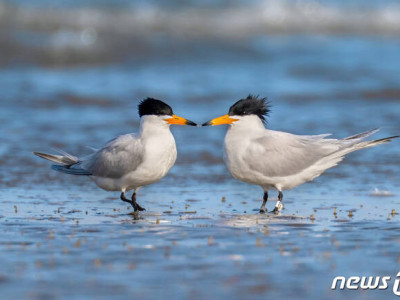 여보, 어떻게 다른 수컷과… 암컷 갈매기 배신에 학계도 '발칵'