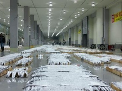 60만원→18만원까지 떨어졌다…'달달한' 먹갈치 역대급 풍어