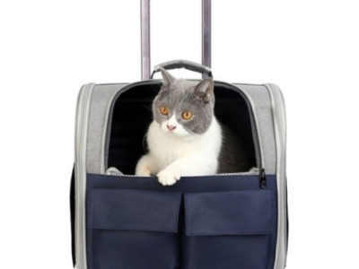 ‘이 유아차는 내 차지다냥~’ 유아용보다 반려동물용 더 많이 팔렸네