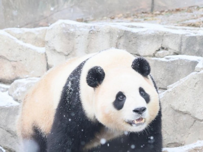 멸종위기 팬더의 고대 조상 발견