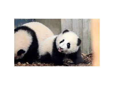 스타 판다 '허예' 알고 보니 암컷…혹시 푸바오도 수컷 아냐?