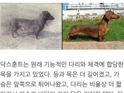 개량된 개들의 모습