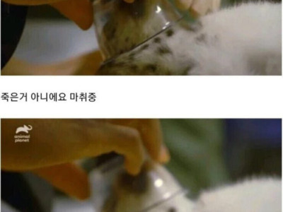 뒷다리를 쓰지 못하는 아기 설표