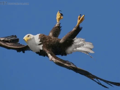 개드립] 비틱질은 모든 생물에게 내재된 본능.jpg