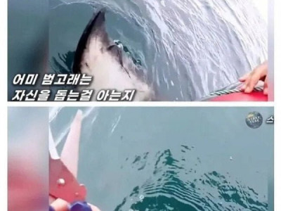 움받은 범고래의 보답