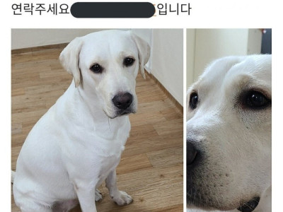 집나간 댕댕이가 간곳