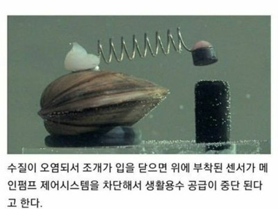 사람 대신 수질을 점검하는 폴란드 조개.jpg