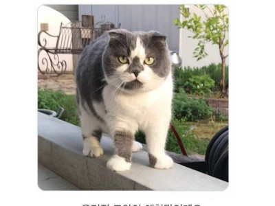 자기 냐옹이 체형에 의문을 가진 일본인.jpg