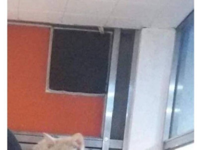 길가다가 모르는 고양이에게 뒤통수 맞은 사람.jpg