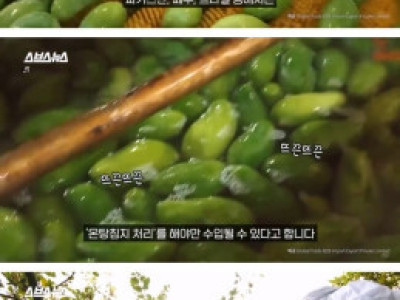 동남아에서 먹는 망고가 한국보다 맛있는 이유.jpg