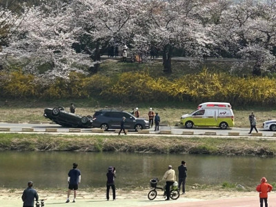 벚꽃이 너무 좋아서 뒤집어진 자동차.jpg