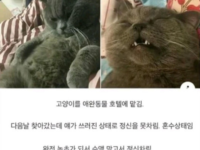 고전] 애완동물 호텔 대 참사.jpg