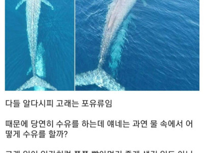 고래 모유의 비밀.jpg